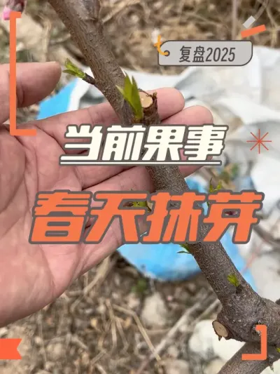 春天摸芽 桃花期管理，也到了抹芽的时候#桃树管理