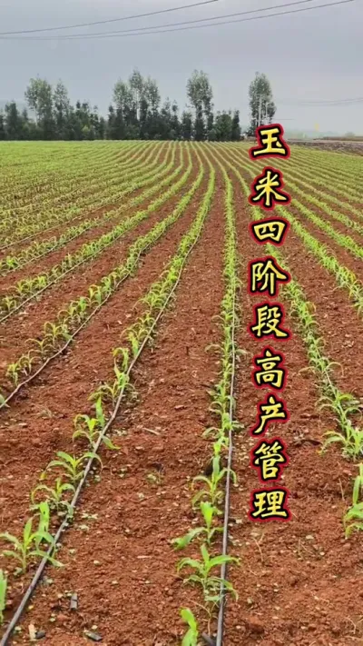 玉米科学管理 玉米科学管理，增产丰收多卖钱。#玉米高产种植技术 #玉米种植 #玉米种植技术 #玉米能够高产的种植技术介绍 #玉米