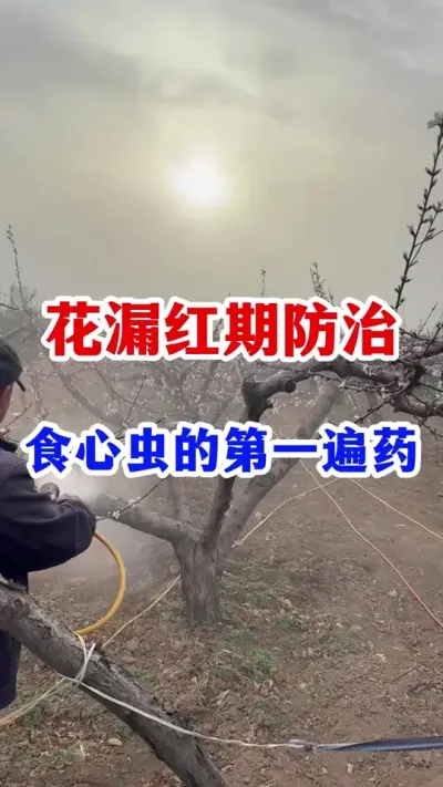 果树花漏红的第一遍药。 #果树种植 #服务三农支持三农   #分享果树种植管理技术   #果树病虫害防治   #农业种植
