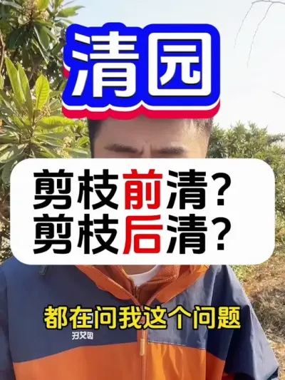 剪枝前清园好？还是剪枝后清园好？ #果树清园 #病虫害防治 #果树种植 #果树管理 #柑橘种植