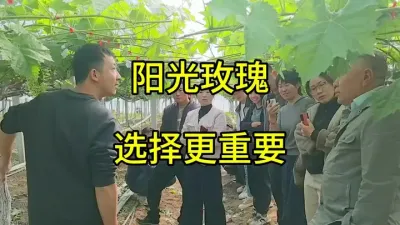 河南省夏邑的红颜走过阳光玫瑰的坑，她是如何自救的？#阳光玫瑰#葡萄#农业技术