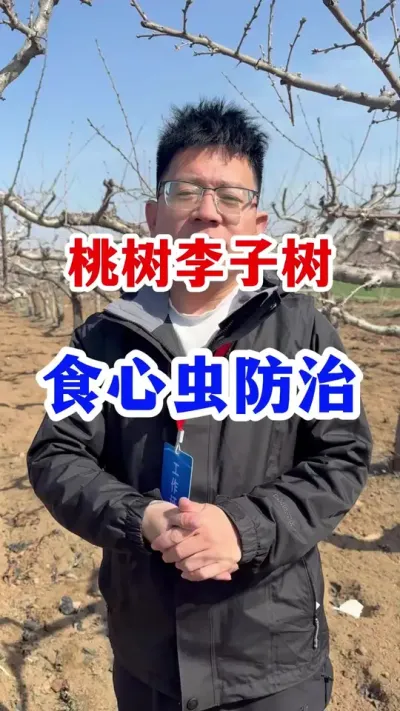 果树食心虫轻松防治， #果树种植 #抖音助农  #果园管理  #果树病虫害防治  #分享果树种植管理技术
