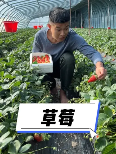 草莓打不打药？ #我的乡村生活 #三农  #新农人计划2025  #乡村守护人