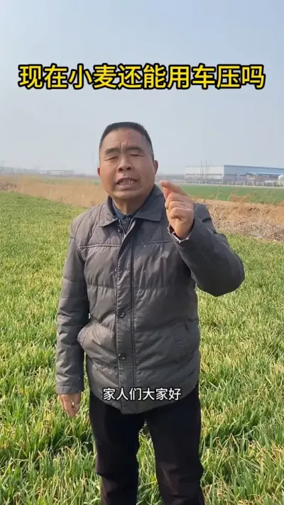 小麦现在还能用车压吗？ #三农流量扶持计划 #三农 #小麦管理 #年后小麦管理 #三农种植