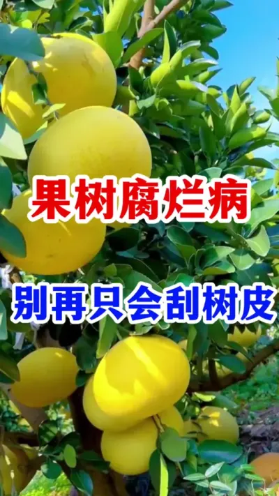 果树腐烂病，干腐病一个方法轻松搞定。 #果树种植   #分享果树种植管理技术   #果树腐烂病 #服务三农支持三农  #果树病虫害