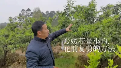 #柑桔花前复剪 #李老师说柑桔