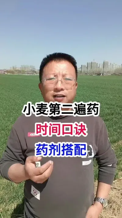 小麦第二遍药，时间口诀，药剂搭配 小麦第二遍药，时间口诀，药剂搭配#小麦种植 #小麦种植管理技术 #马哥聊农业 #小麦高产技术 #农技知识分享