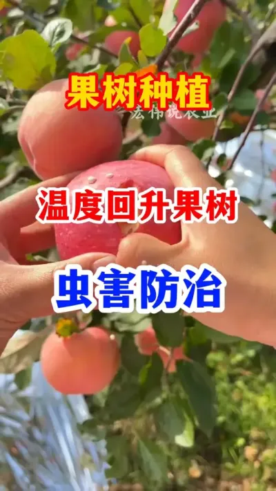 温度回升，果树病虫害怎么防治。 #果树种植  #果园管理  #果树病虫害 #服务三农支持三农   #分享果树种植管理技术