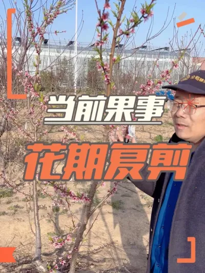 当前果事 花期进行复剪果树，花如何留呢#果园管理 #果树修剪