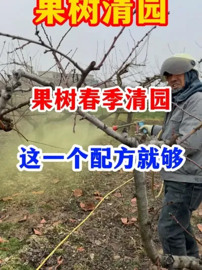 春分节气到，还没有清园的老乡一定要抓紧。#果树种植 #服务三农支持三农 #果园管理 #果树清园 #农业种植