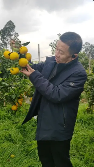 这个是橘姐姐送的枝条成熟了，不知道什么品种？ #李老师说柑桔 #柑桔新品种
