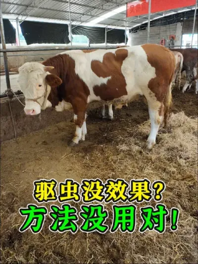 定期驱虫没效果？！结痂、化脓、出血，都是螨虫混合真菌感染，一定要单独用药！我建议大家虫灭喂牛后，再用碘酊涂抹，彻底解决问题！#虫灭 #给牛驱虫 #驱虫的妙招 #阿苯达唑伊维菌素 #牛驱虫