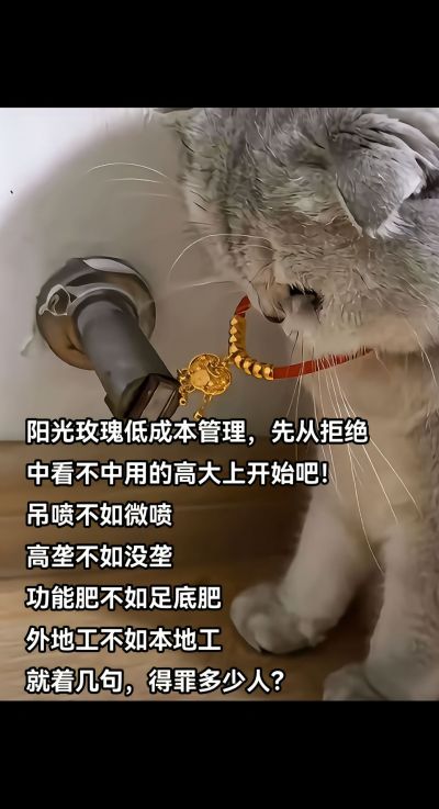 低成本种葡萄