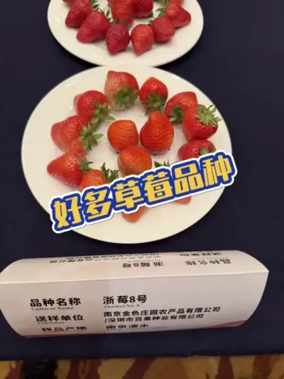 好多草莓品种 好多草莓品种呀#草莓新品种 #盐莓一号 #中莓香玉#金刚二号#草莓育苗