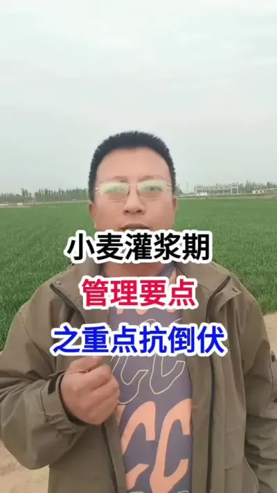 小麦灌浆期，5个管理要点，重点抗倒伏 小麦灌浆期，5个管理要点，重点抗倒伏#小麦种植 #小麦种植管理技术 #马哥聊农业 #小麦高产技术 #农技知识分享