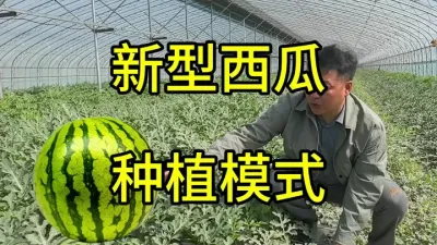 河南省安阳市新型西瓜种植模式，上市早价格高，省心省力抗风险#西瓜种植#美都西瓜