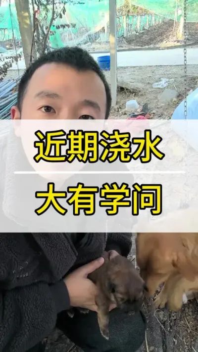 浇水小妙招近期水分管理 #葡萄种植技术 #新农人计划2022 #阳光玫瑰葡萄 #抖音助农 #三农