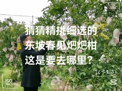 猜猜我们的东坡春见要去哪里？ #李老师说柑桔 #我为眉山柑桔代言 #东坡春见 #眉山春橘 #𤆵𤆵柑
