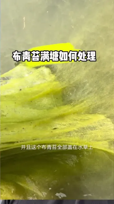 布青苔满塘缠草算什么，矿源+硫酸铜王炸组合下，一次就解决#小龙虾养殖 #布青苔 #矿源黄腐酸钾#硫酸铜杀青苔