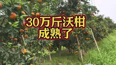 30万斤沃柑成熟了 #沃柑 #李老师说柑桔 @卫军家庭农场