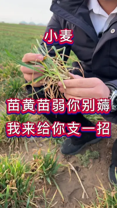 小麦高产 小麦科学管理，增产丰收多卖钱。#小麦种植管理技术 #小麦增产增收 #小麦增产 #小麦高产技术 #小麦管理