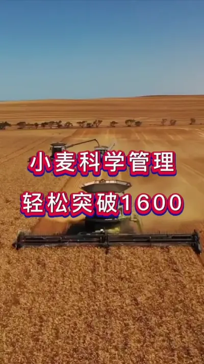 小麦科学管理 小麦科学管理，增产丰收多卖钱💰#小麦高产技术 #小麦高产#小麦增产#小麦种植管理技术 #小麦