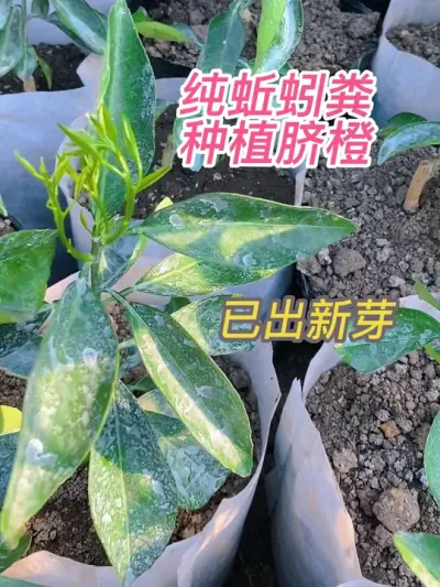 蚯蚓粪直种，不加泥土培育脐橙苗，不烧根茎已出新芽 #蚯蚓粪 #盆栽绿植 #苗木种植