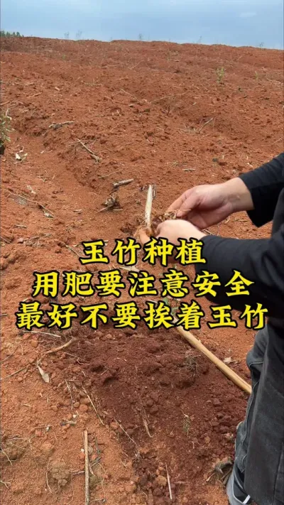 玉竹种植，安全第一，稳定压倒一切！ #种植小技巧 #玉竹 #药材种植 #抖音助农 #中药材