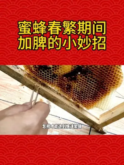 蜜蜂春繁期间加脾的小妙招 蜜蜂春繁期间加脾的小妙招#养蜂技术分享 #养蜜蜂新手入门教程 #农村养蜂人 #胡蜂繁殖全过程