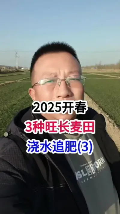2025开春，3种旺长麦田，浇水追肥(3) 2025开春，3种旺长麦田，浇水追肥(3)#小麦种植 #小麦种植管理技术 #马哥聊农业 #小麦高产技术 #农技知识分享
