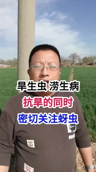 旱生虫，涝生病，抗旱的同时，密切关注蚜虫 旱生虫，涝生病，抗旱的同时，密切关注蚜虫#小麦种植 #小麦种植管理技术 #马哥聊农业 #小麦高产技术 #农技知识分享
