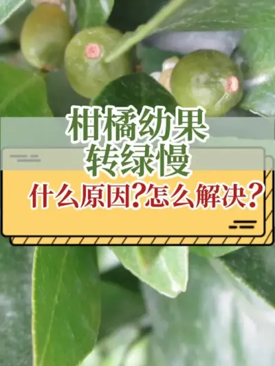 柑橘幼果转绿慢什么原因？怎么解决？ #新农人计划2025  #柑橘种植 #柑橘幼果 #农业 #助力三农