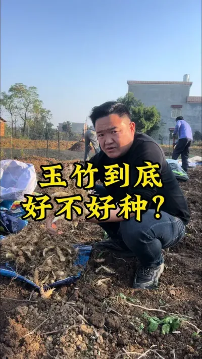 玉竹到底好不好种植？ #农业种植 #中药材 #三农 #新农人计划2024 #玉竹
