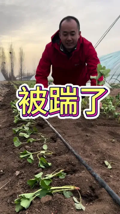 被驴踢了 爆火的被驴踢视频，盐莓一号真的没多少苗子了#盐莓一号 #草莓新品种 #农业技术 #草莓育苗 #草莓科普