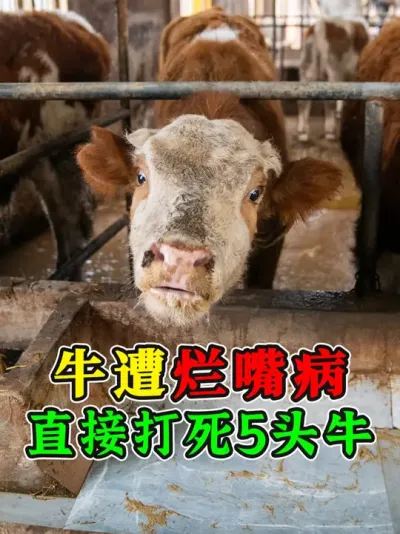 养殖户乱扎针，直接打死5头牛！烂嘴病传染极强，方法一定要用对 #死牛 #养牛技术 #养牛人 #农村养牛 #西门塔尔