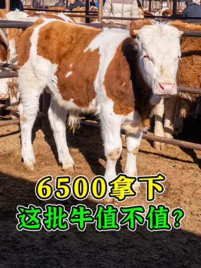 500斤的牛什么价？今天这批牛，身腰体型都好，就是价格不便宜 #牛价上涨 #育肥牛 #养牛人 #牛价行情 #农村养牛