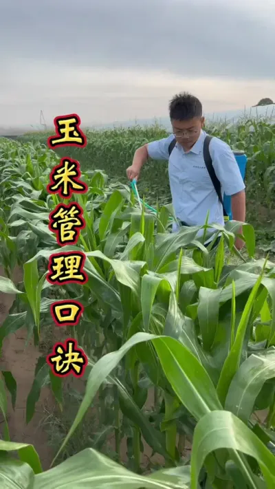 玉米管理口诀 玉米科学管理，增产丰收多卖钱。#玉米高产种植技术 #玉米增产 #玉米种植 #玉米种植技术 #玉米种植技术与管理