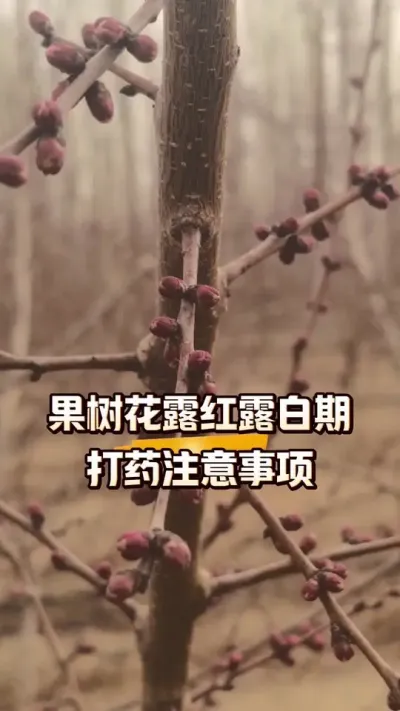 果树花露红露白期打药注意事项#西梅种植#果树管理#农田行者#农田行者技术服务联盟#花露红露白