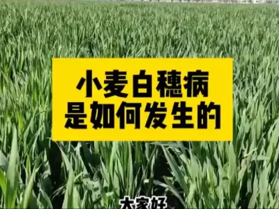 #新农人计划 #一份耕耘一份收获 #抖音助农#农业人话农业