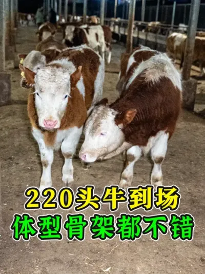 220头吉林牛到站！这批牛骨架粗壮体型匀，涨到千五百斤没问题 #养牛人 #牛应激调理#养牛技术  #养牛知识 #农村养牛