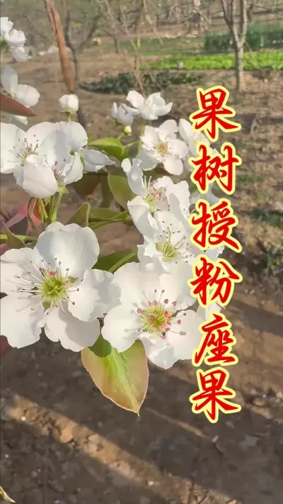 果树授粉座果配方。 #分享果树种植管理技术 #抖音助农   #果树种植   #果园管理  #授粉座果精