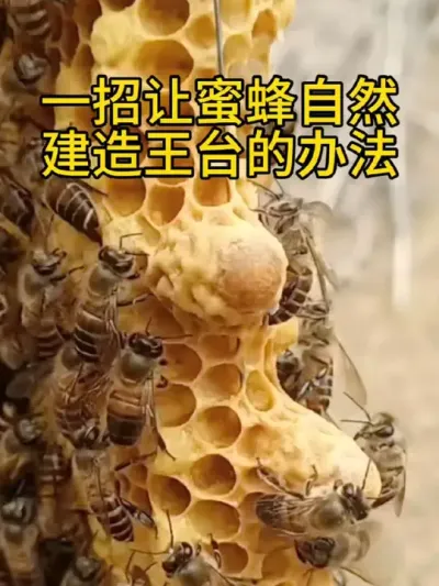 一招让蜜自然建造王台的办法 #育王技术 #育王全过程 #育王经验#养蜂技术分享 #养蜂人解说 #养蜜蜂新手入门教程