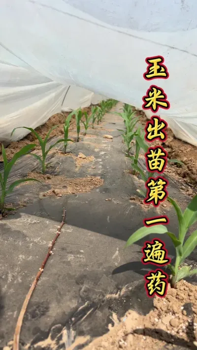 玉米出苗后第一遍药，用对配方增产效果显著。#玉米种植 #玉米高产种植技术 #玉米种植技术 #增产增收才是硬道理 #玉米管理