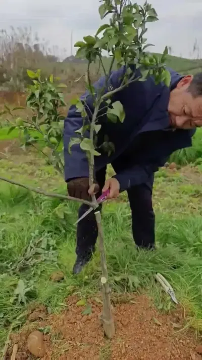 你猜到没有？ #柑桔修剪 #李老师说柑桔  这样的结果你猜到了吗？