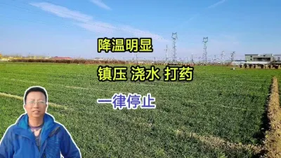 降温明显，镇压、浇水、打药，一律停止 降温明显，镇压、浇水、打药，一律停止#小麦种植 #小麦种植管理技术 #马哥聊农业 #小麦高产技术 #农技知识分享