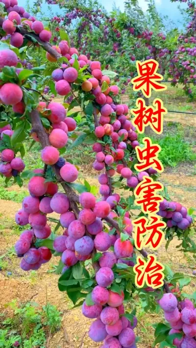 果树春季虫害防治#抖音助农 #服务三农支持三农 #新农人计划 #果树种植 #果园管理