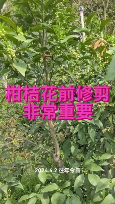 #花前复剪 #李老师说柑桔