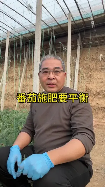 番茄施肥讲究平衡！！ #创作灵感 #新农人计划 #番茄种植