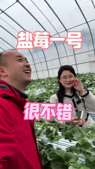 小绿棒也说盐莓好 小绿棒也说盐莓一号好#小绿棒#盐莓一号 #草莓育苗 #抖音助农 #种草莓