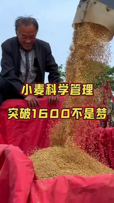小麦增产高产 小麦突破1600斤，突破1800不再是梦。#小麦高产技术 #小麦种植管理技术 #小麦增产 #小麦增产增收 #小麦高产